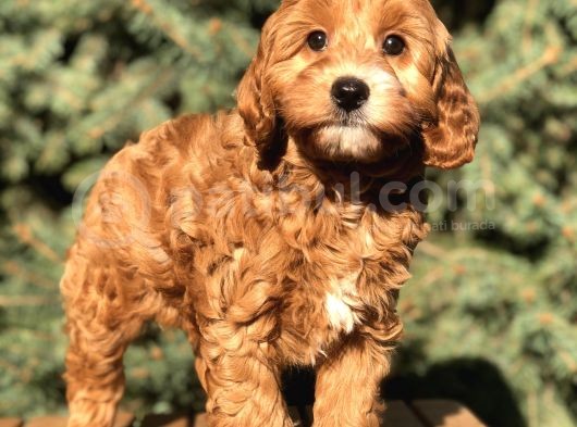 Red Brown Maltıpoo