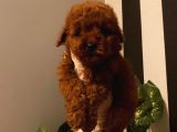 Sevimli Red Brown Toy Poodle Bebekler