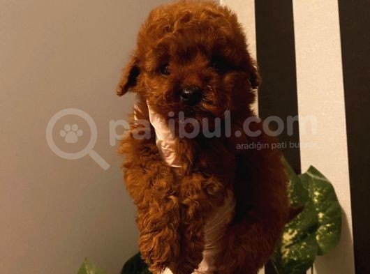 Sevimli Red Brown Toy Poodle Bebekler