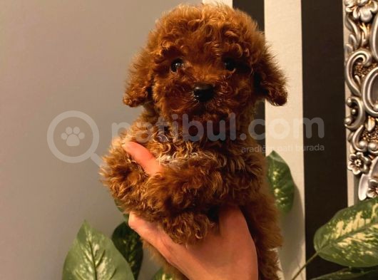 Oyuncu Toy Poodle Yavrular görsel