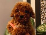 Oyuncu Toy Poodle Yavrular