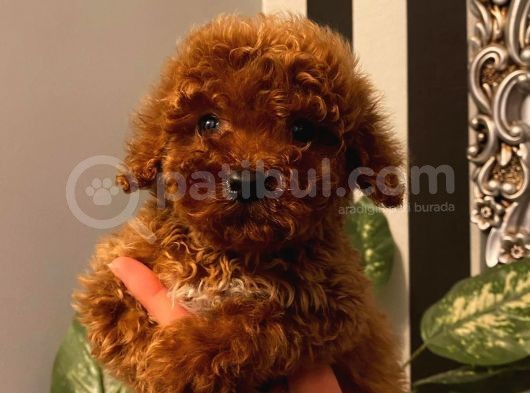 Oyuncu Toy Poodle Yavrular görsel
