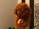Muhteşem Yavrular  Poodle
