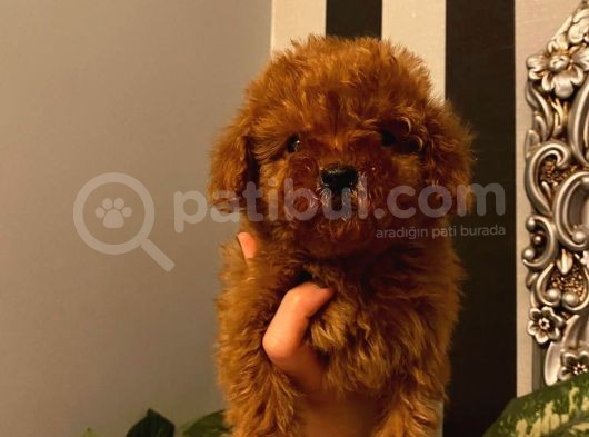 Muhteşem Yavrular  Poodle görsel