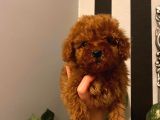 Muhteşem Yavrular  Poodle