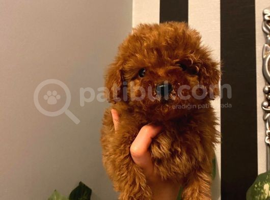 Muhteşem Yavrular  Poodle