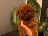 Muhteşem Yavrular  Poodle