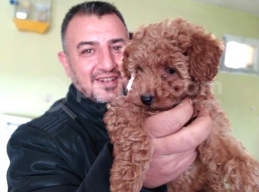 Saf-Kan Toy Poodle Yavruları Burkem,Den görsel