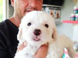 Saf-Kan Maltese Terrier Yavrularımız Burkem,Den