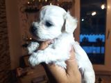 Saf-Kan Maltese Terrier Yavrularımız Burkem,Den