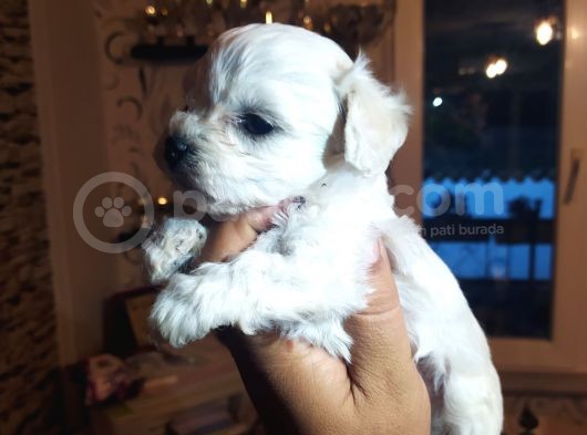 Saf-Kan Maltese Terrier Yavrularımız Burkem,Den görsel