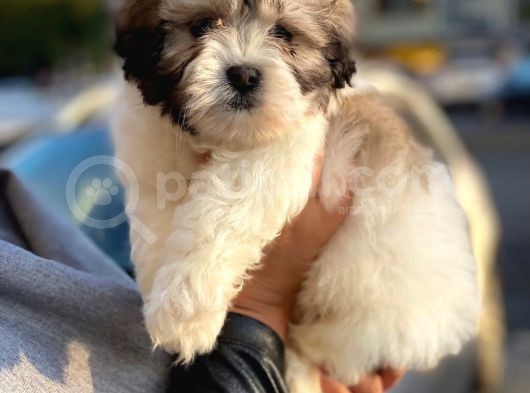 Morkie Cinsi Yavrular  görsel