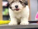 Morkie Cinsi Yavrular 