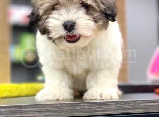 Morkie Cinsi Yavrular 