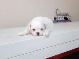 Maltesse Terrier Cinsi Güzel Yavrular 