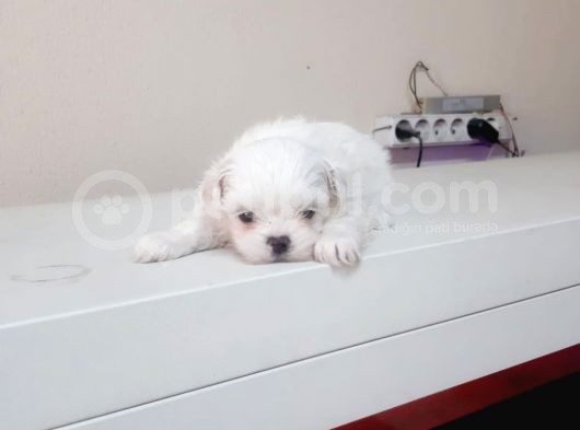 Maltesse Terrier Cinsi Güzel Yavrular  görsel