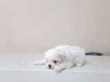 Maltesse Terrier Cinsi Güzel Yavrular 