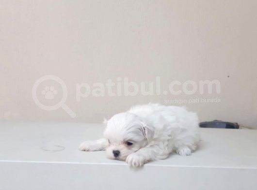 Maltesse Terrier Cinsi Güzel Yavrular 