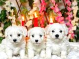 Maltesse Terrier Cinsi Güzel Yavrular 