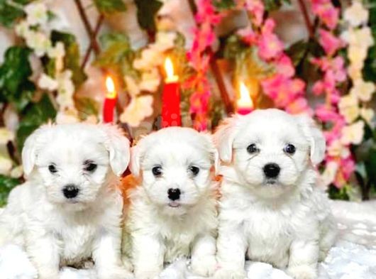 Maltesse Terrier Cinsi Güzel Yavrular 