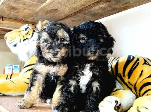 Morkie Cinsi Yavrular 