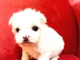 Maltesse Terrier Cinsi Güzel Yavrular 