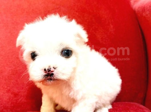 Maltesse Terrier Cinsi Güzel Yavrular 