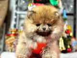 Safkan Pomeranian Boo Yavrularımız