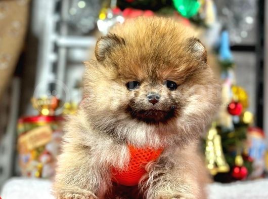 Safkan Pomeranian Boo Yavrularımız görsel