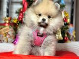 Safkan Pomeranian Boo Yavrularımız