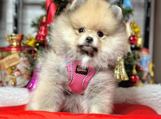 Safkan Pomeranian Boo Yavrularımız görsel