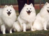 Saf-Kan Spitz  Yavruları Burkem,Den