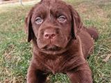 Mükemmel Labrador Yavrularımız