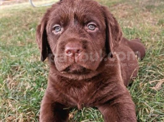 Mükemmel Labrador Yavrularımız görsel