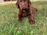 Mükemmel Labrador Yavrularımız