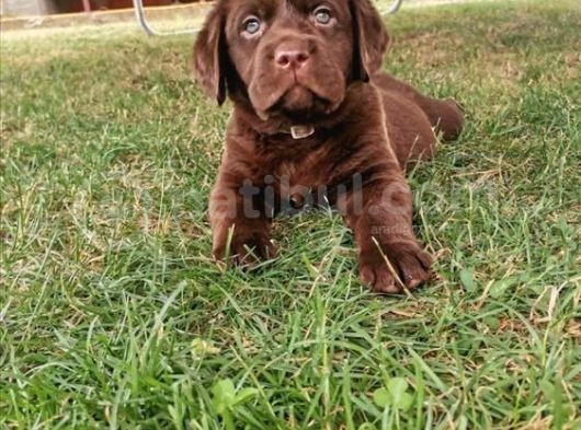 Mükemmel Labrador Yavrularımız görsel