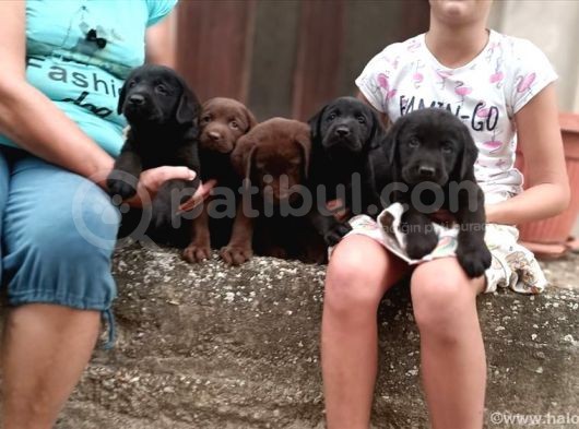 Si̇yah Labrador Bebekler
