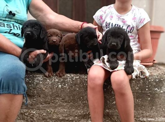 Si̇yah Labrador Bebekler görsel