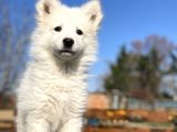 Kar Beyaz Samoyed Bebekler