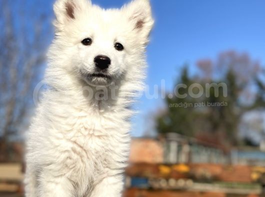 Kar Beyaz Samoyed Bebekler