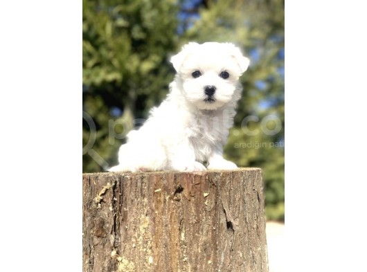 Teacup Maltese Terri̇er Bebekler görsel