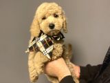 Mi̇nyatür Labradoodle Yavrumuz