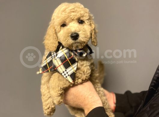 Mi̇nyatür Labradoodle Yavrumuz görsel