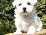 Teacup Maltese Terri̇er Bebekler