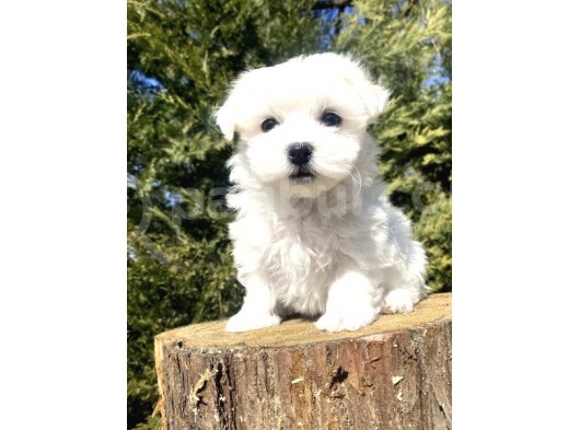 Teacup Maltese Terri̇er Bebekler görsel