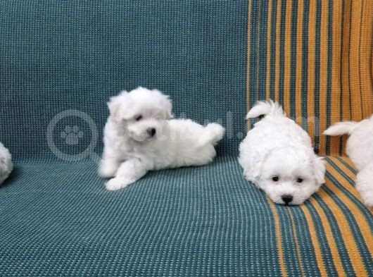 Maltese Terrier Yavrularımız görsel