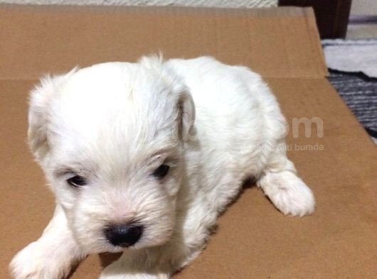 Maltese Terrier Yavrularımız görsel
