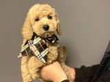Mi̇nyatür Labradoodle Yavrumuz