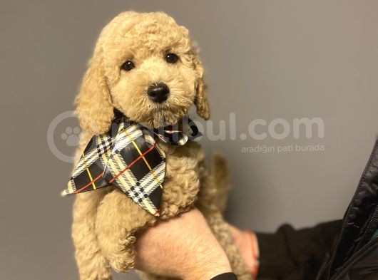 Mi̇nyatür Labradoodle Yavrumuz görsel