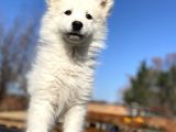 Kar Beyaz Samoyed Bebekler